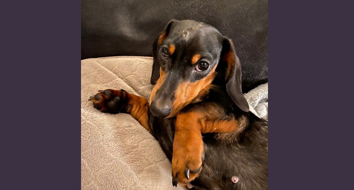 Wakefield vets issue warning as dachshund puppy comes into contact with hormonal cream