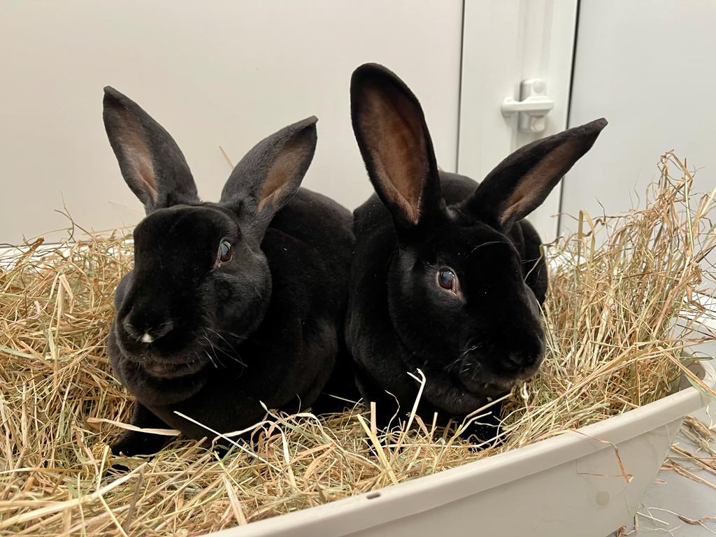 RSPCA seeks forever homes for fun-loving bunnies this Easter