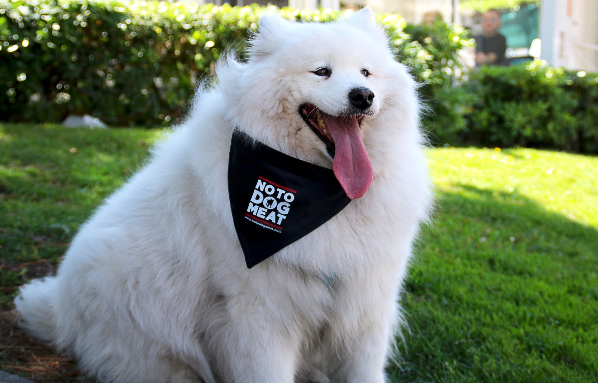 London's NoToDogMeat partners with Philippines animal activists to support police work