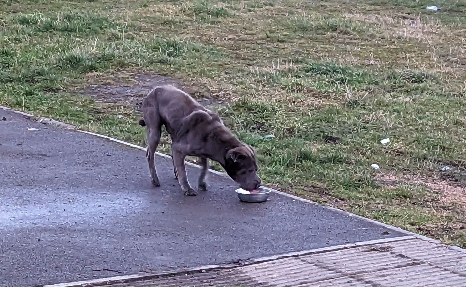 RSPCA appeal after petrified dog is dumped out of van in South Wales