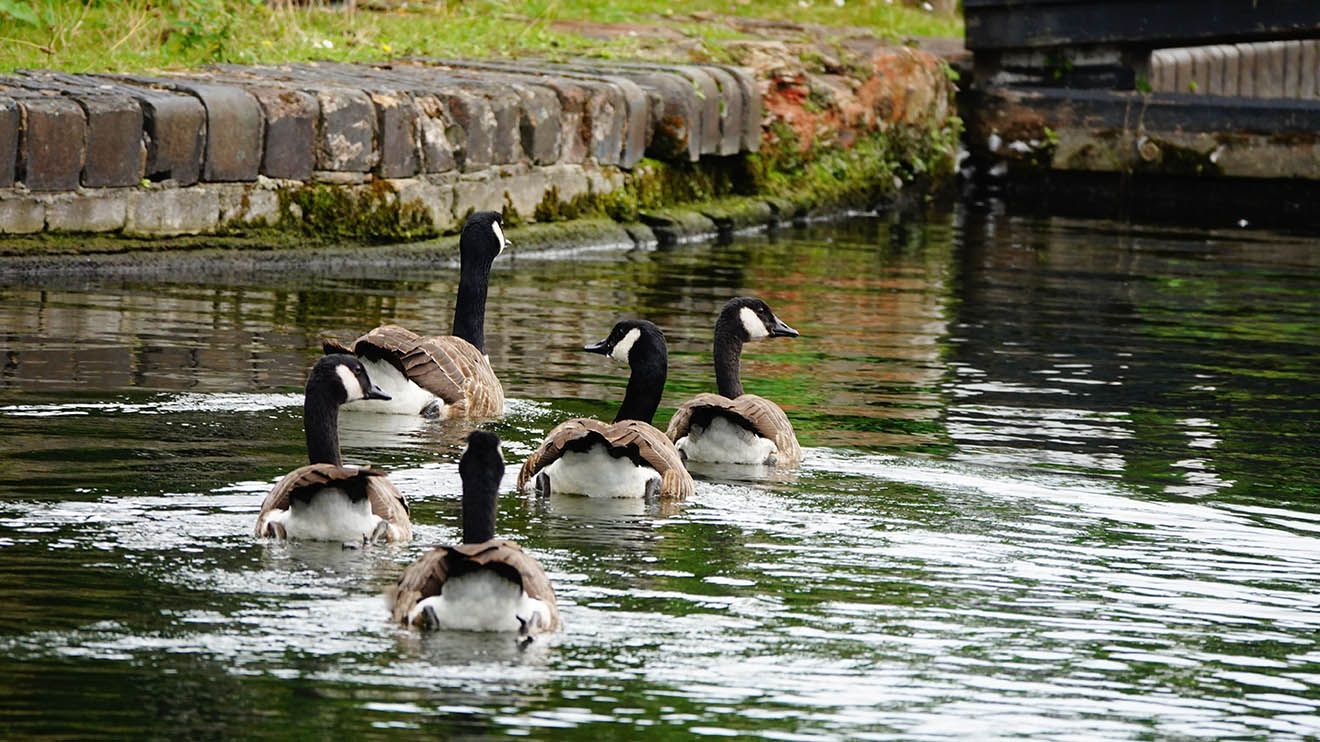 Have your say on the proposed Ashby canal ownership transfer