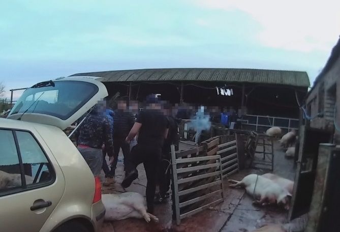 Farmer banned from keeping animals for 10 years after admitting illegal pig slaughter