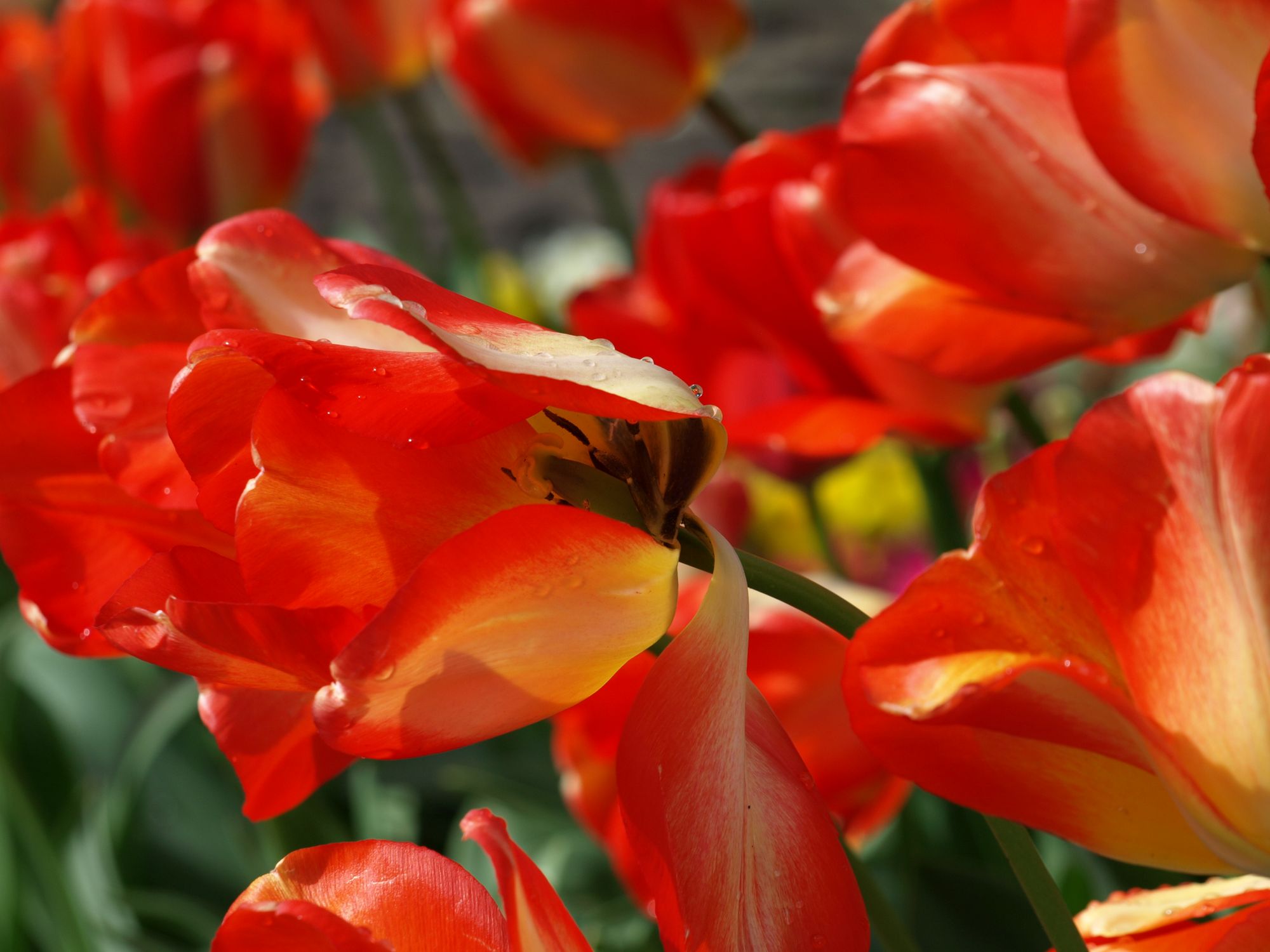 Scene By You Ormskirk - March 9: Pictures of West Lancashire captured by local photographers