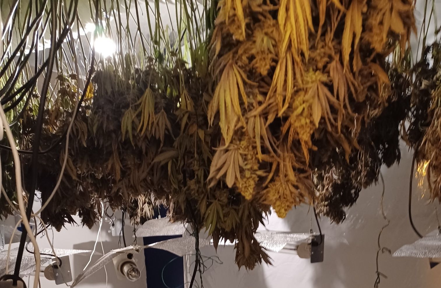 Man jailed over 165-plant Widnes cannabis grow