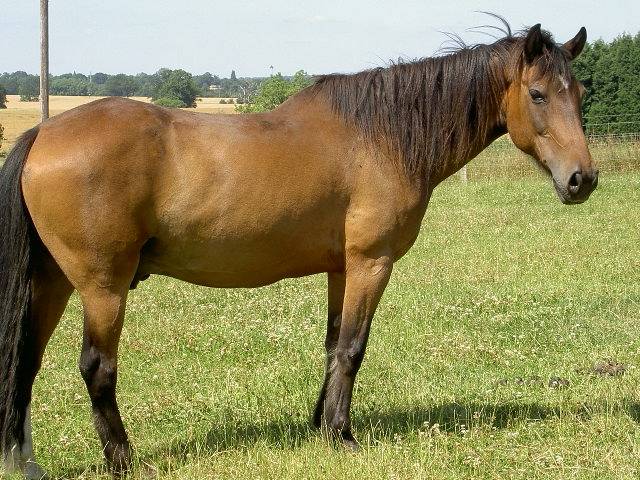 Essex animal sanctuary celebrates 40 years of rescuing horses