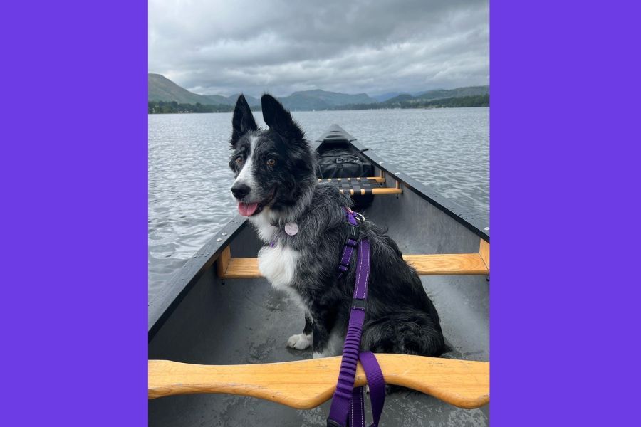 Darlington 'dog mum' running London marathon after pets devastating diagnosis