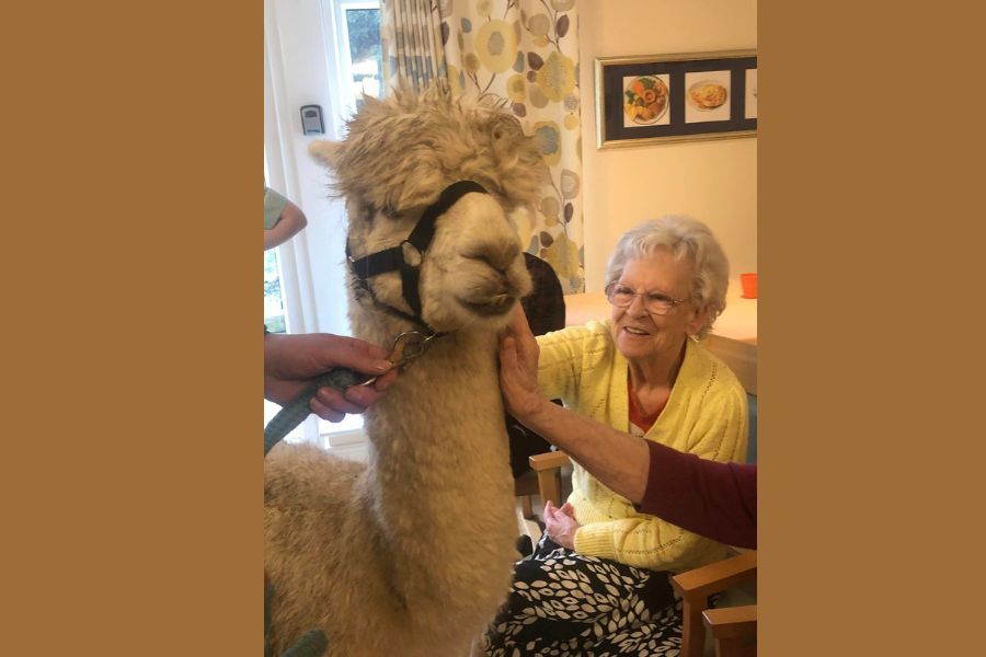 Alpaca visit to Wakefield care home will help reduce blood pressure and distract from pain