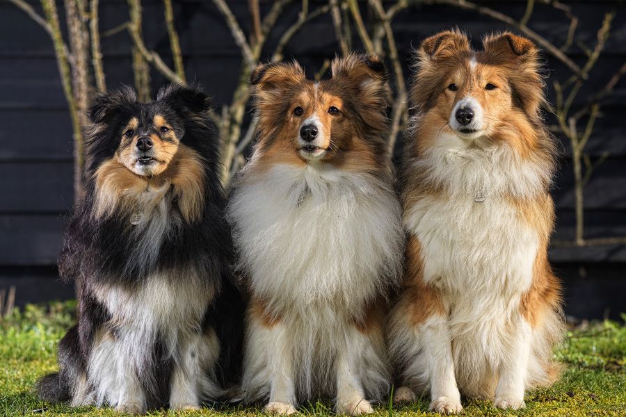 Enter your dog in new obedience show coming to Stowmarket InYourArea