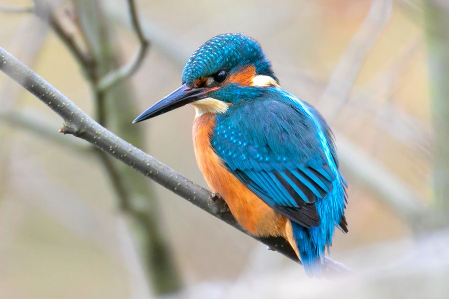 Donation will fund wildlife research into Surrey’s towns and wetlands