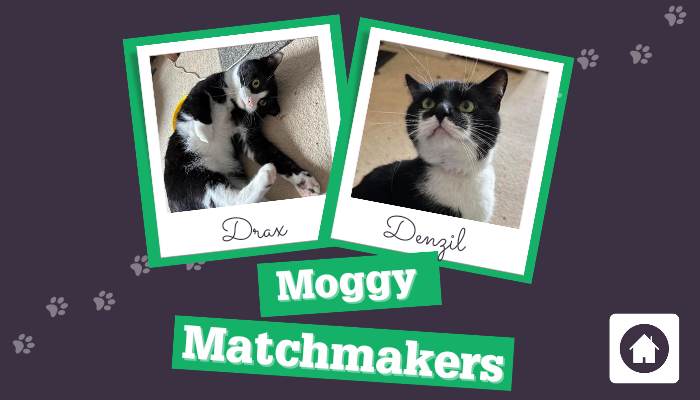 Moggy Matchmakers: do you have the right home for Drax and Denzil?