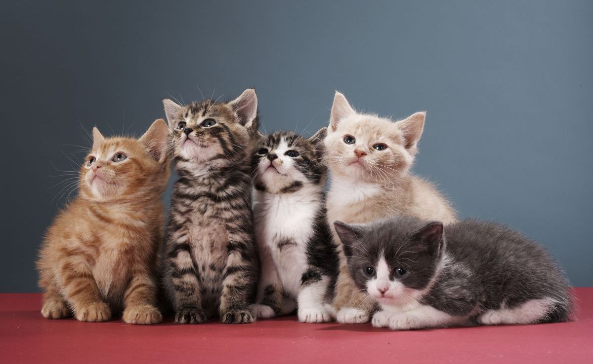 Cat owners must now microchip pets or face up to £500 fine