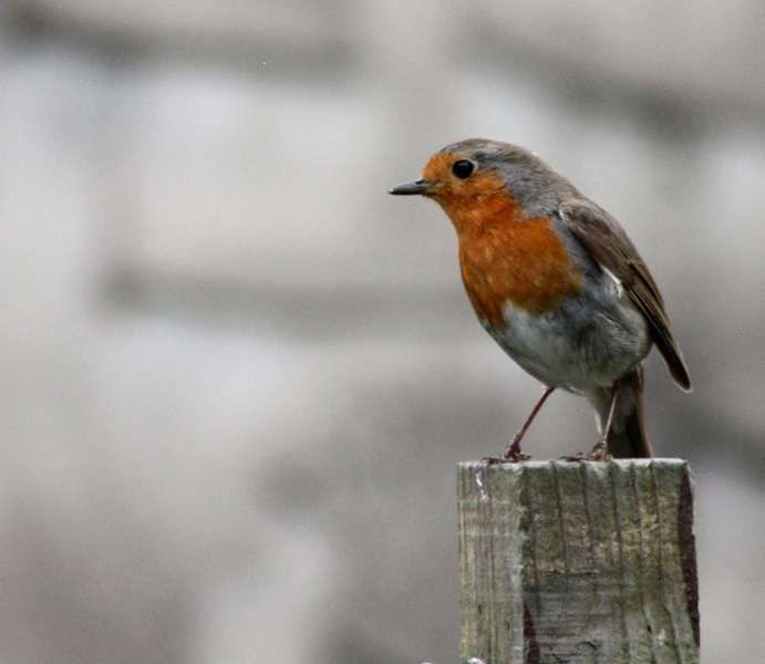 Wildlife: Caught between two raging robins