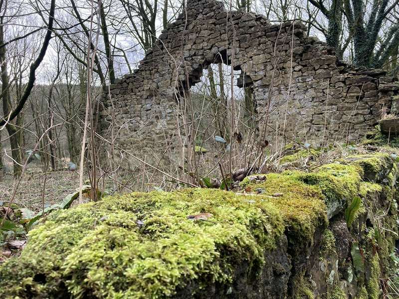 Wildlife: Get a feel for the mosses on your wall