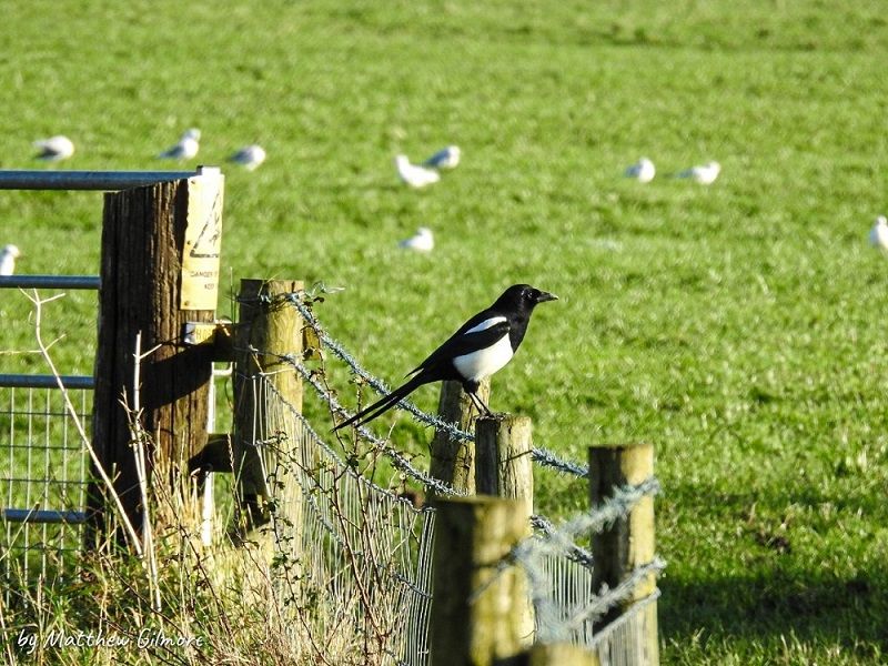 Wildlife: Get your hand up, there’s magpie about