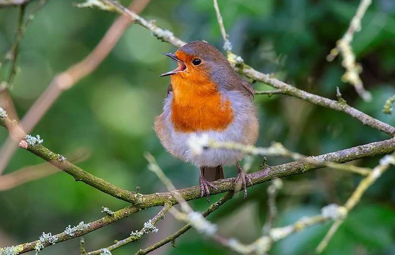 Wildlife: Spring is on the way