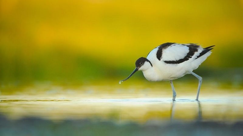 Wildlife: Exotic plumes, pioneering photography and RSPB connections