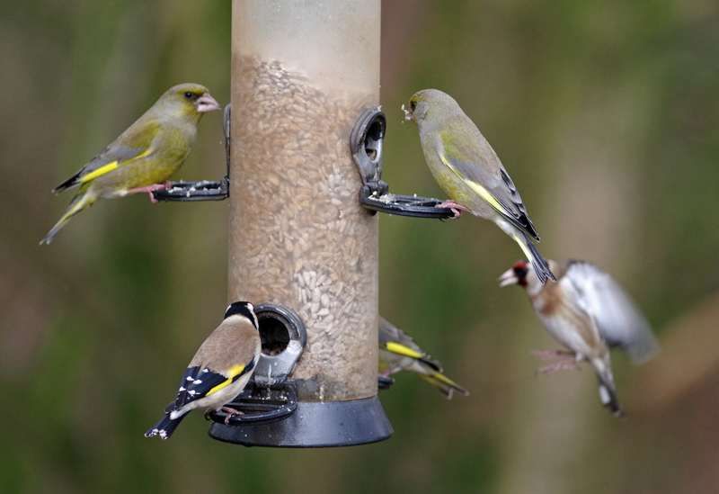 Wildlife award launched to celebrate green-fingered gardeners