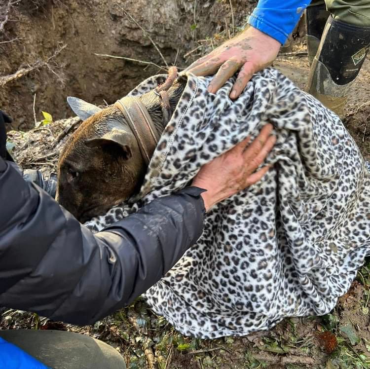 RSPCA praises ‘amazing team’ in 40-hour dog rescue mission