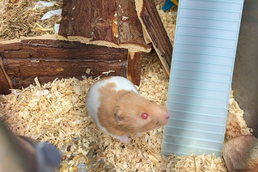 Hamster abandoned in Cwmavon next to household rubbish