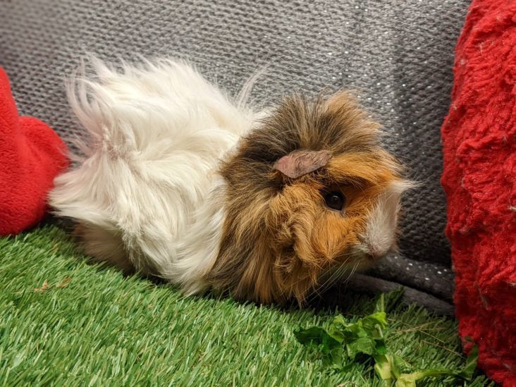 Newport RSPCA seek loving homes for guinea pigs on St David's Day