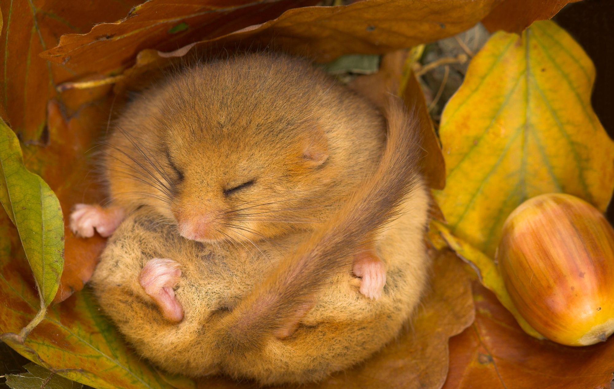 Surrey Wildlife Trust launches fundraising drive to save the adorable Dormouse