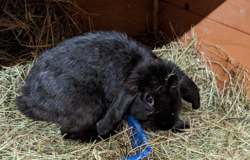 Three young rabbits abandoned in box outside Newport RSPCA centre