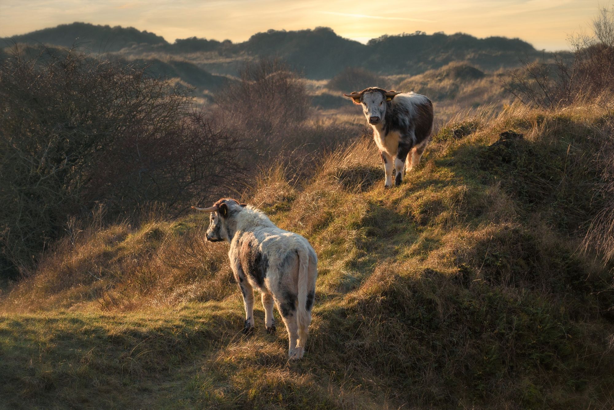 The Sefton Coast with John Dempsey: Enjoy and respect the  dunes