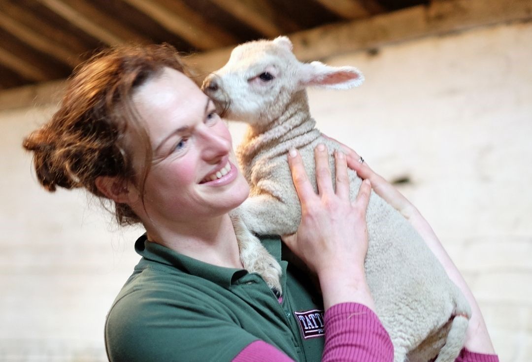 Tatton Park waits as lambing week promises patter of tiny hooves