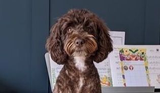 Lucky dog narrowly avoids disaster after eating 'potentially fatal' daffodils