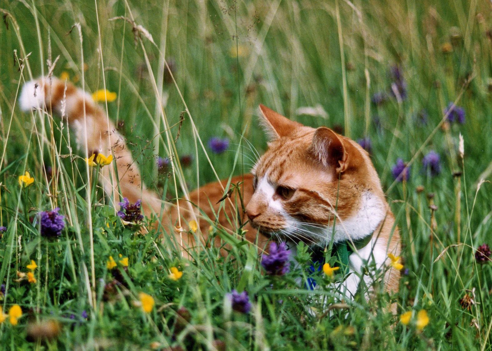 Cats Protection appeals to Hitchin residents for vital shop support
