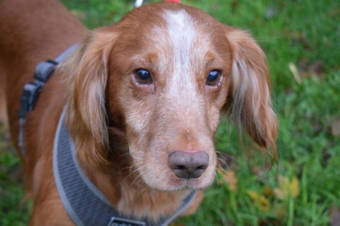 Blind Cocker Spaniel rescue dog finds loving new home - 'we can’t imagine life without this little chap'