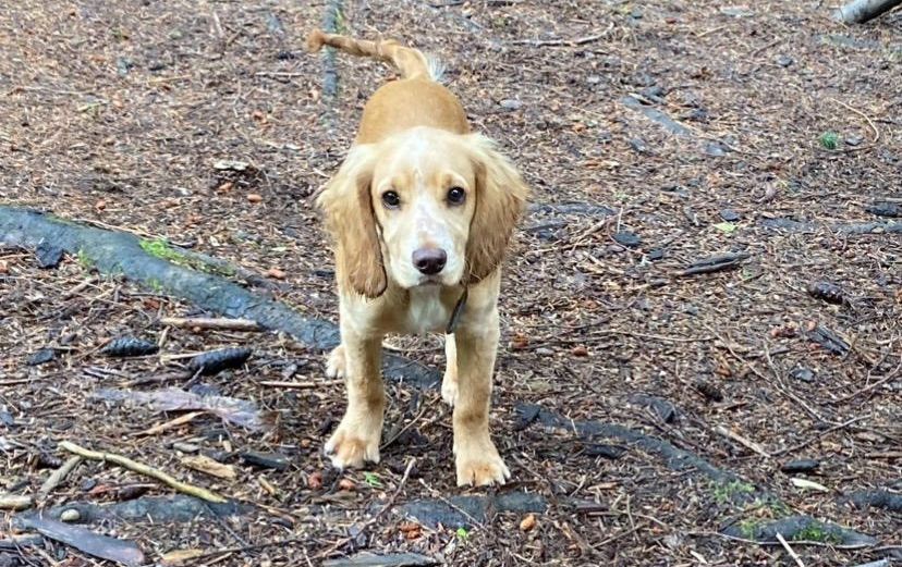 Cocker Spaniel miraculously survives terrifying cliff plunge at beauty spot