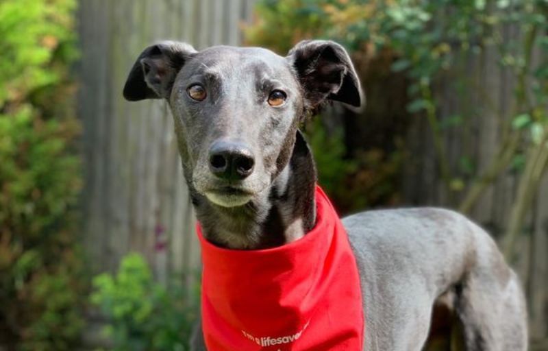 Hero greyhound saves lives in Essex by donating blood