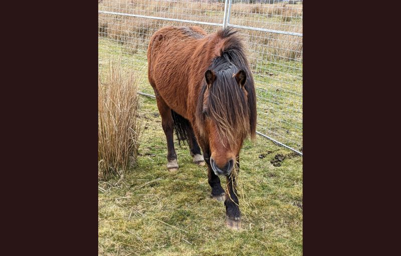 RSPCA launches appeal after lame stallion is rescued from Gelligaer Common
