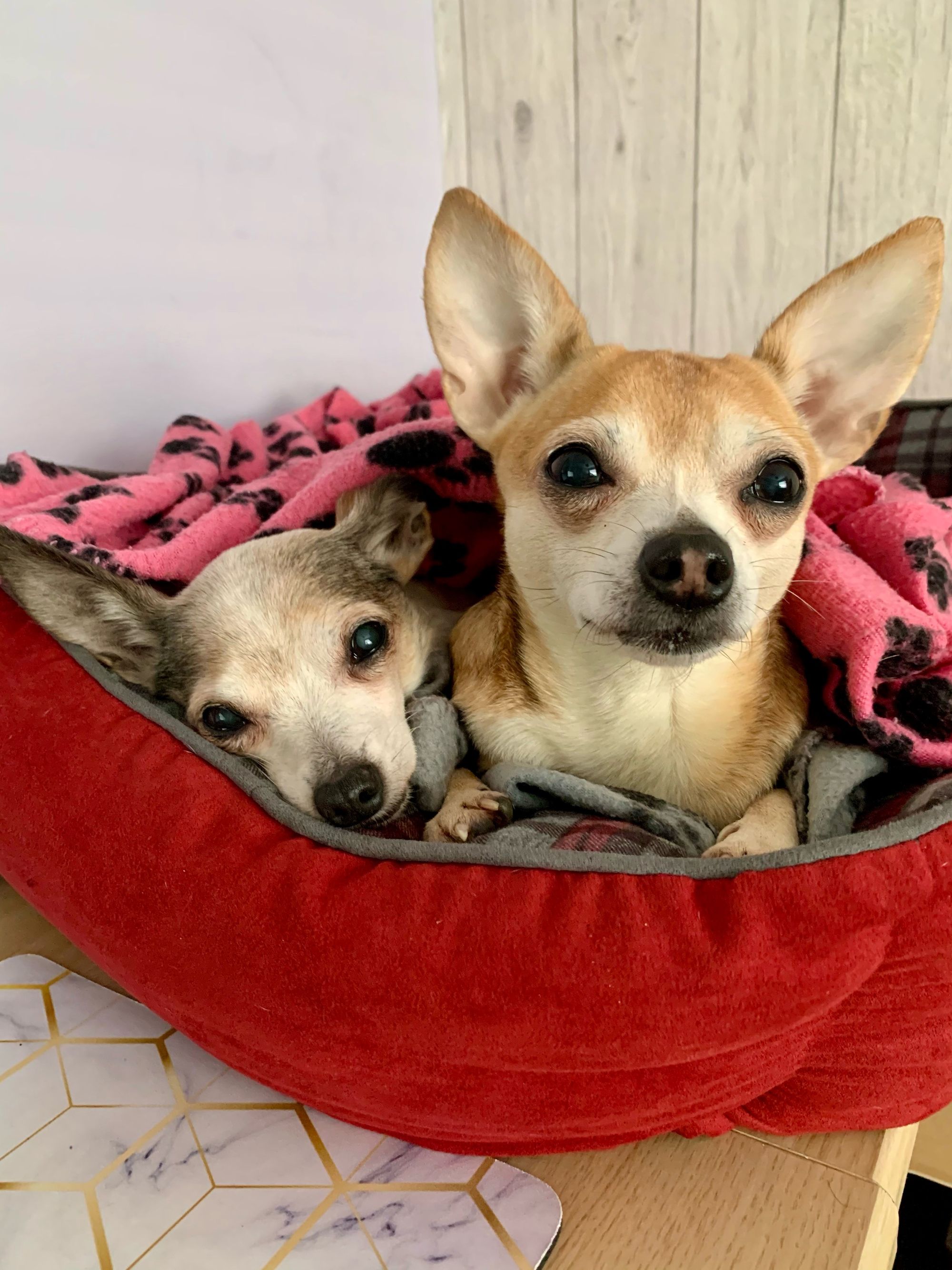 RSPCA Column: Can you spare a knee for Amber and Meryl?