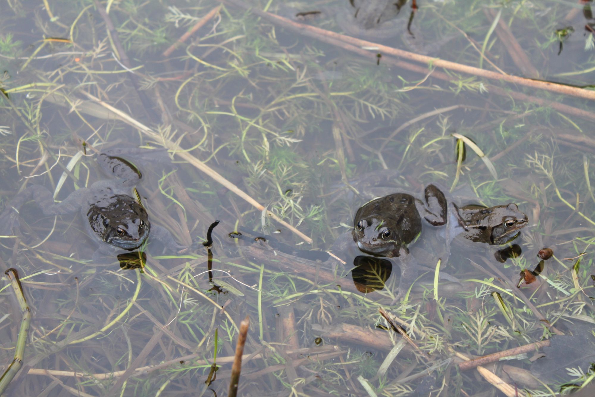 Spring has sprung for Northumberland Wildlife Trust as frogs return to St Nicholas Park