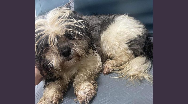 Mimi the Shih Tzu was thrown over a wall - but is now 'major part' of new owner's life