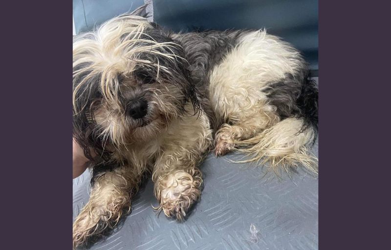 Abandoned dog thrown over Liverpool car park wall finds loving home