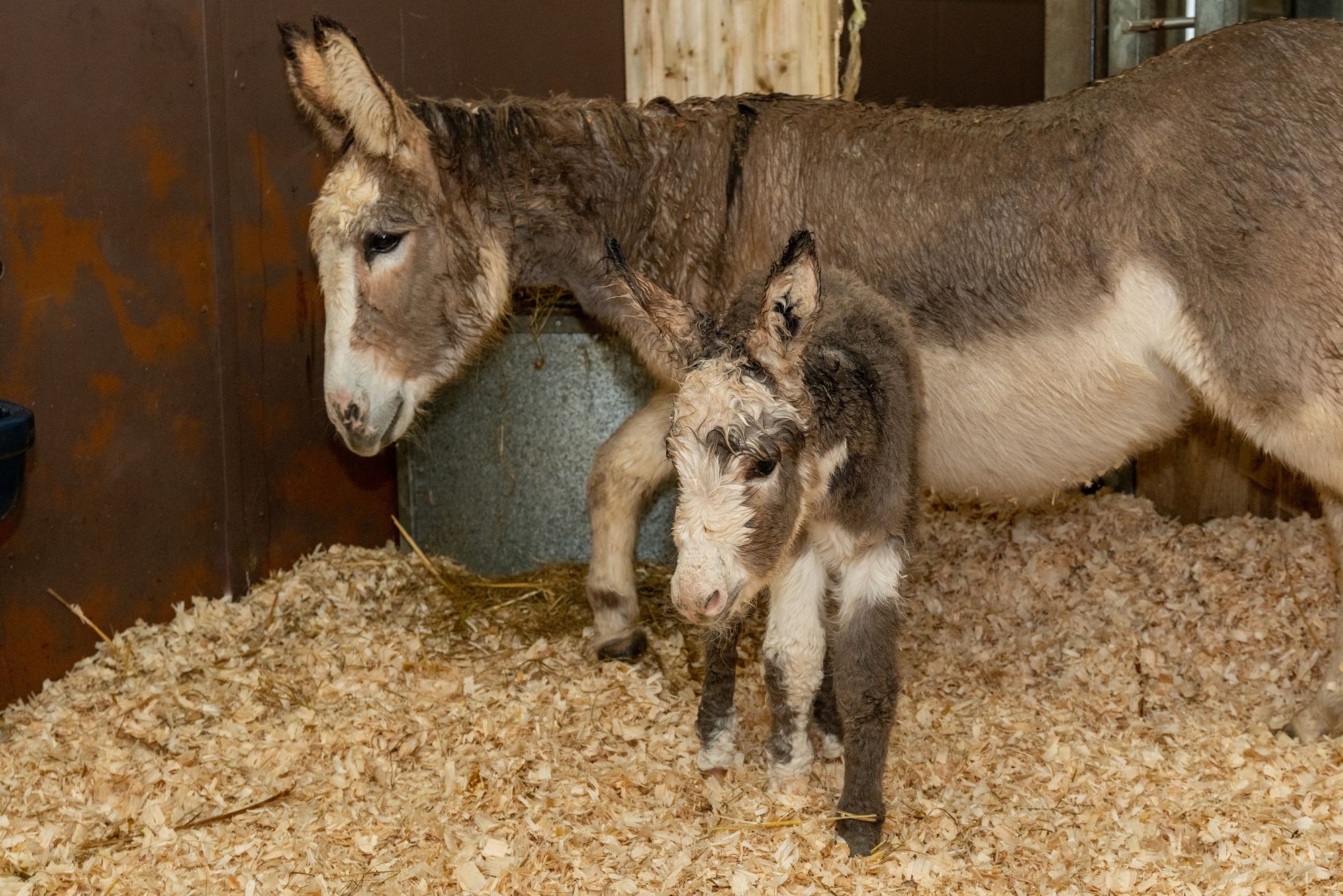 Devon sanctuary welcomes foal born to rescued donkey