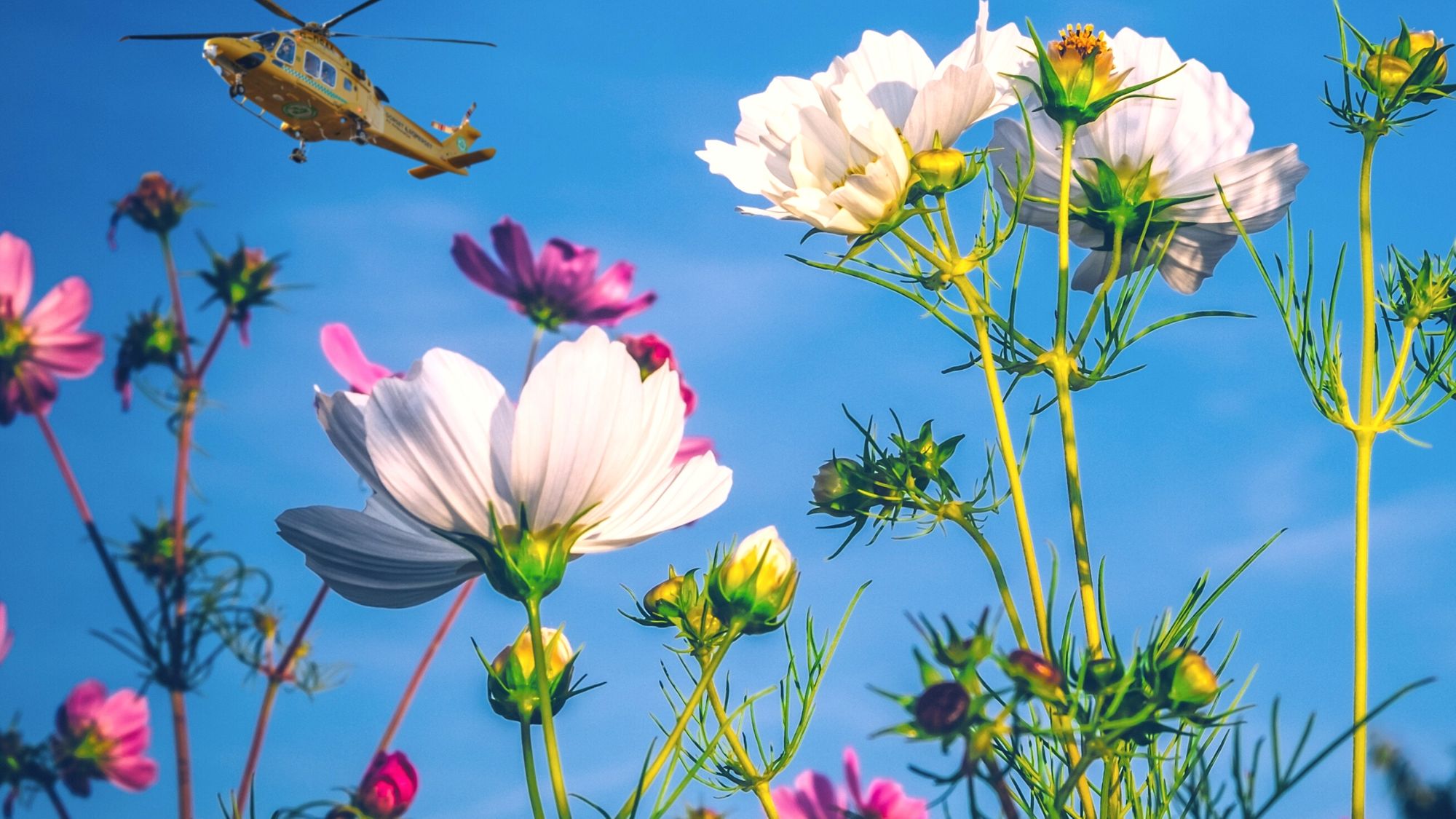 Get blooming fundraising for Dorset and Somerset Air Ambulance