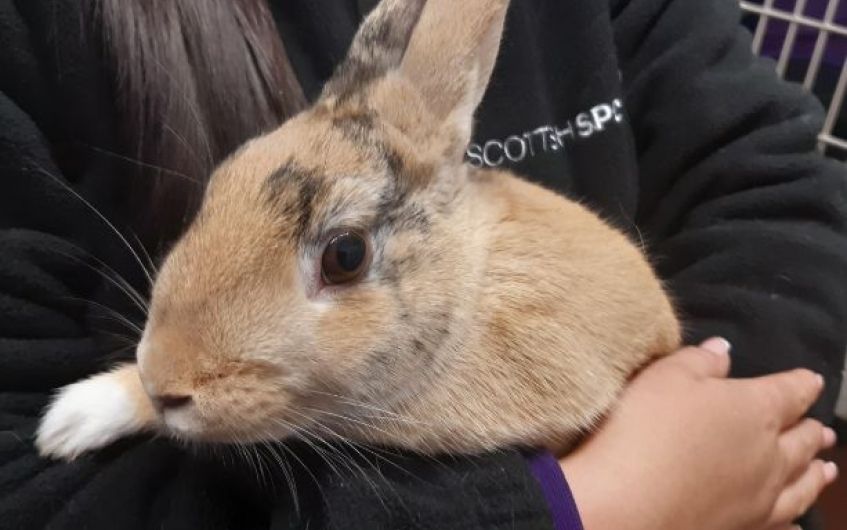 Lovely rabbit looking for patient owner in Ayrshire
