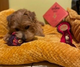 Volunteer Herts police dog named Best Boy at Crufts