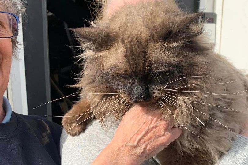 Cat feared dead after house explosion found unhurt after seven days