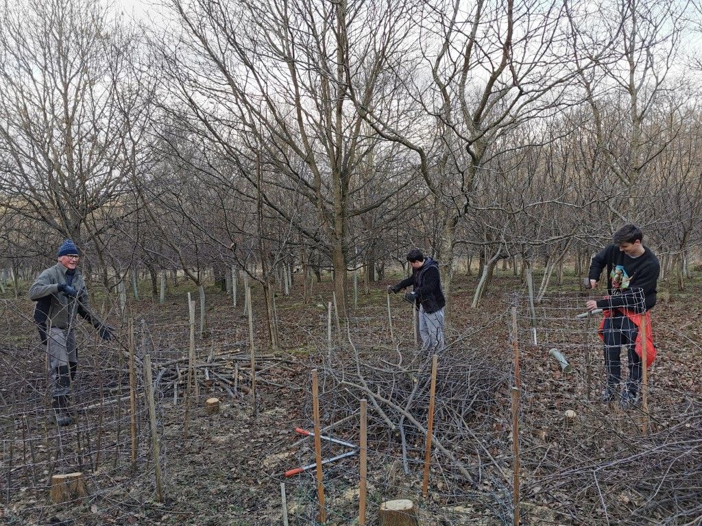 Northumberland Wildlife Trust returns to Juliet's Wood for conservation project