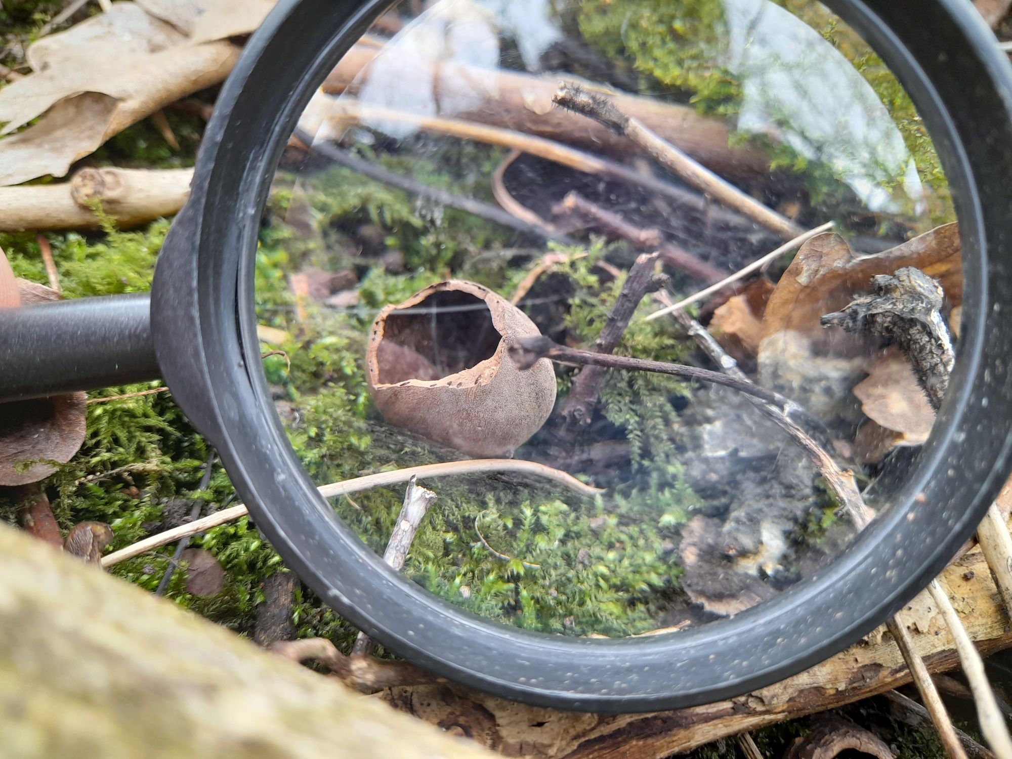 Free ranger pack helps Staffordshire walkers spot flora and fauna