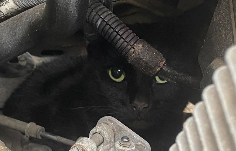 Miracle cat incredibly survives five-mile school run ride under car bonnet