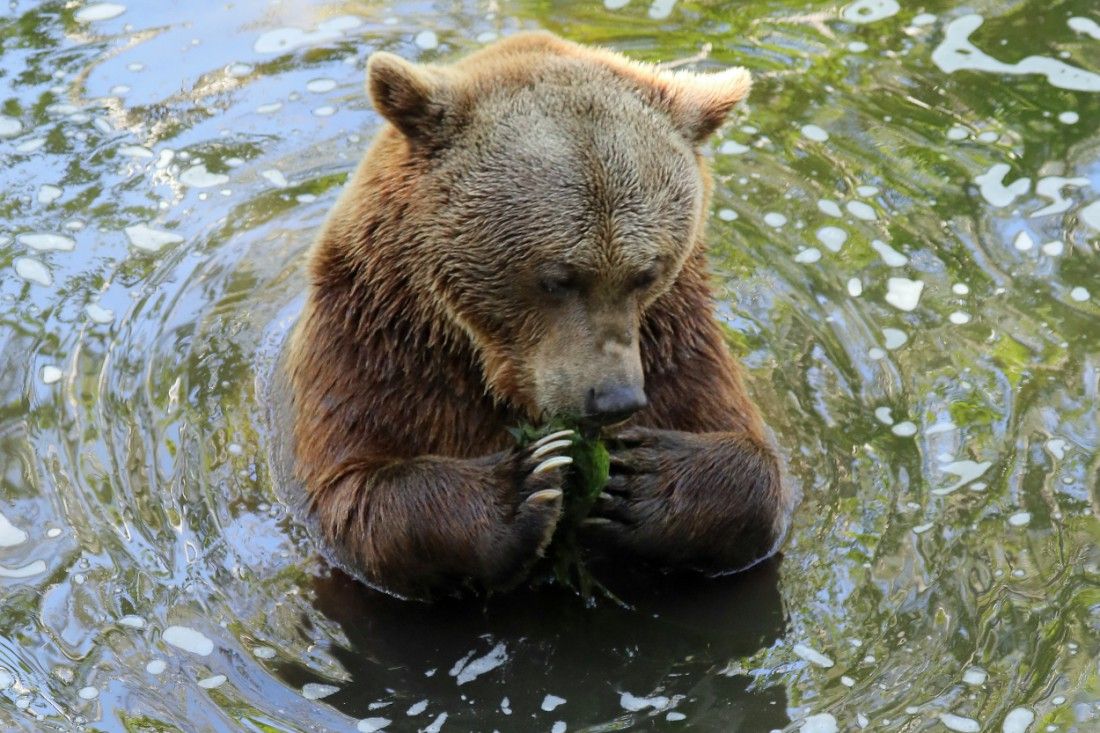 Kent wildlife park bears wake up after long winter's sleep InYourArea