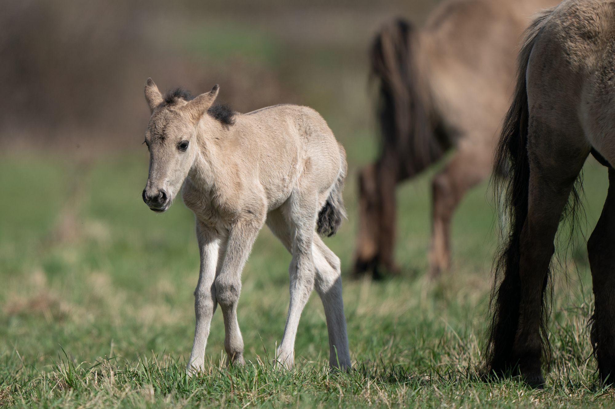 Konik pony foaling season begins at National Trust nature reserve