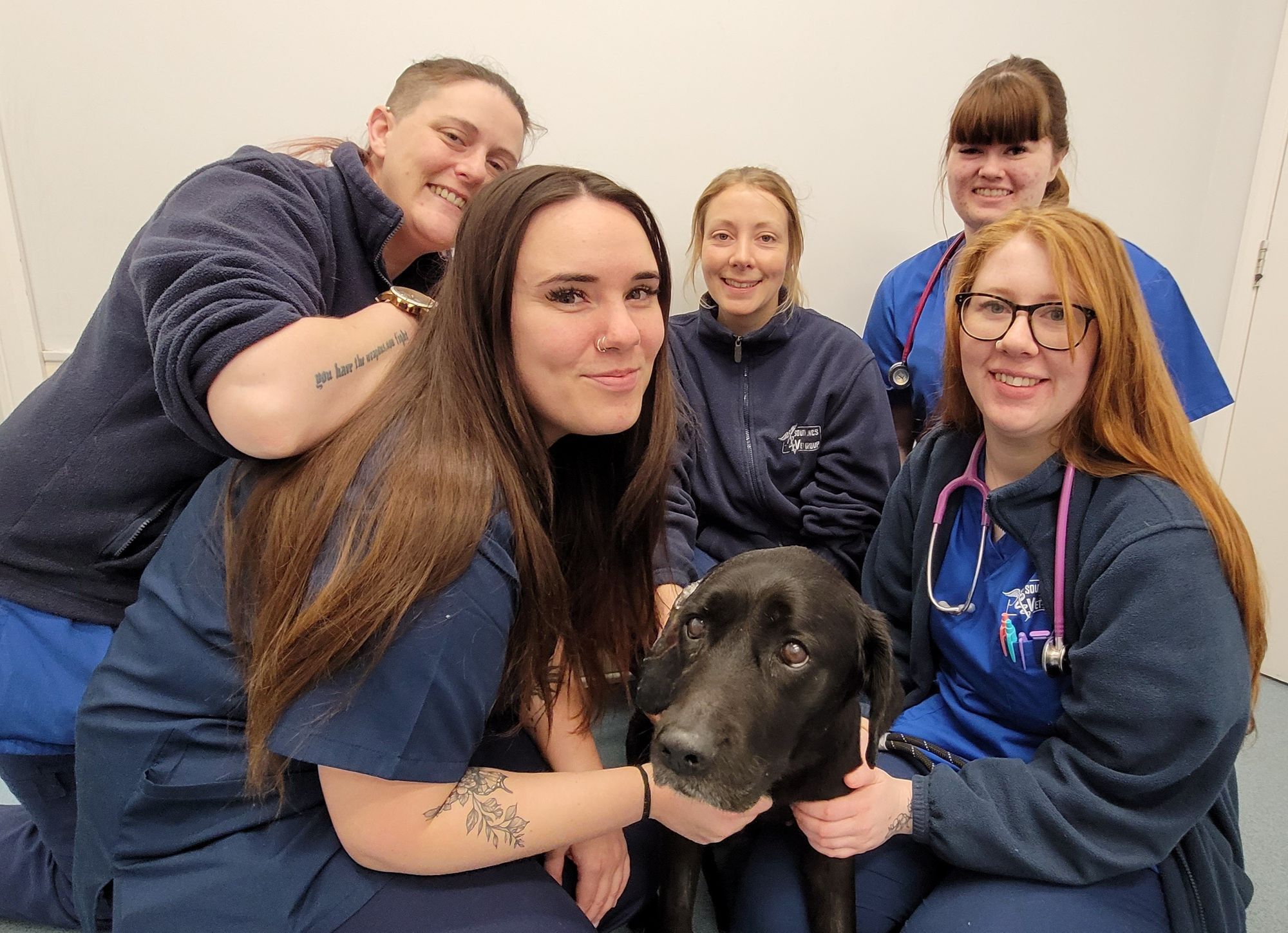 Labradors saved from Boston house fire need new homes