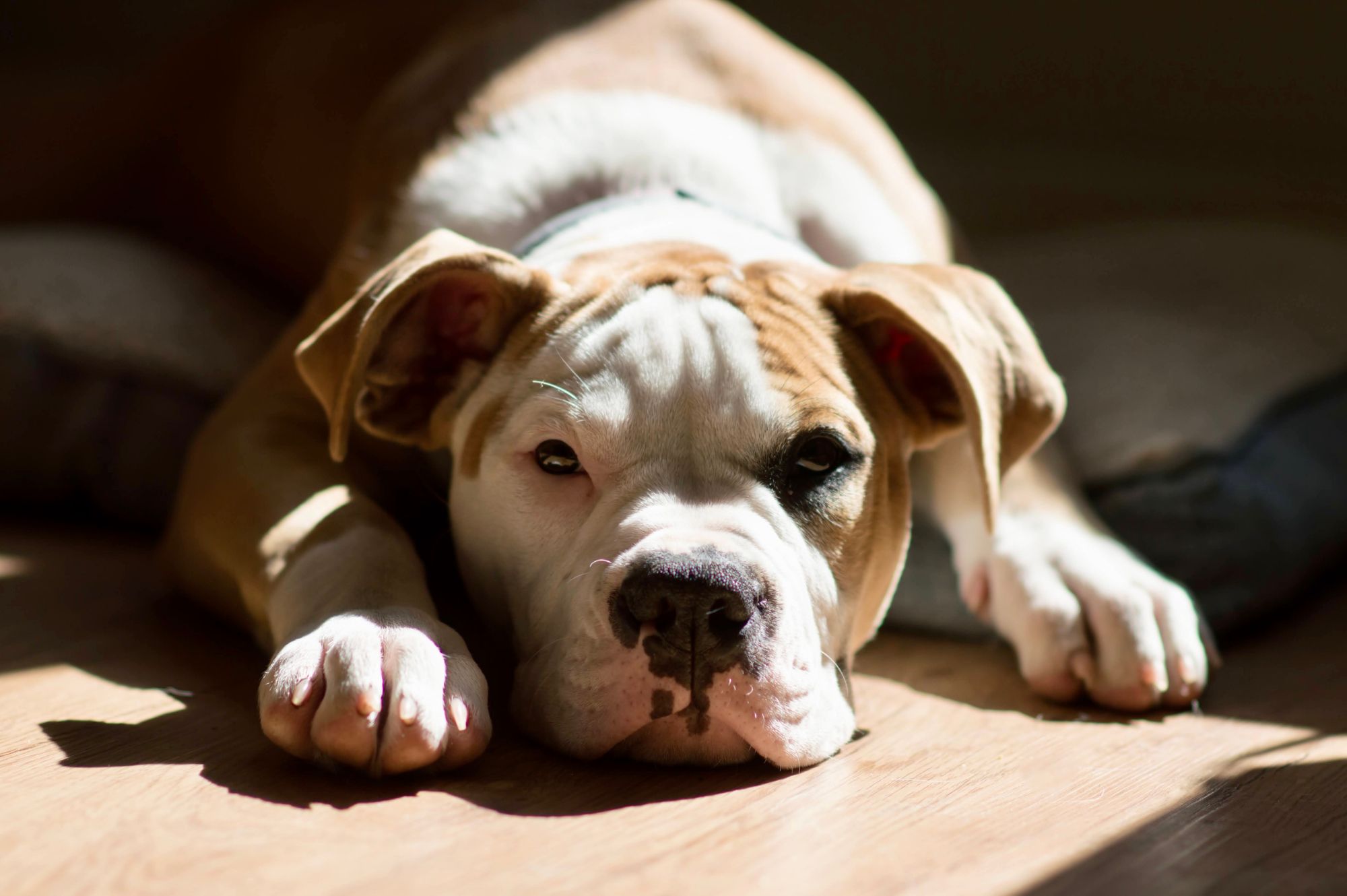 Fewer dogs are being stolen but these breeds are still being targeted by thieves